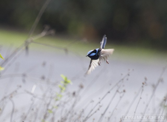 Superb Fairywren - Greg McLachlan