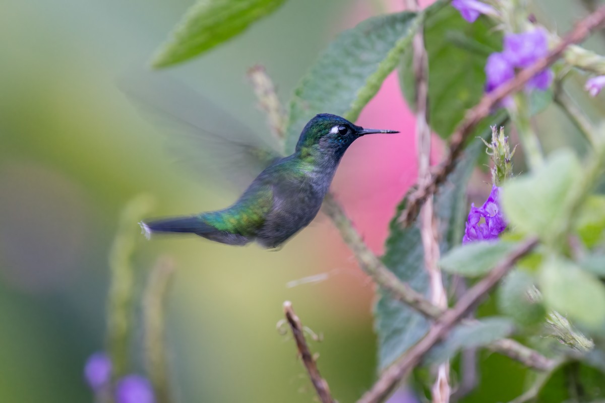 Violet-headed Hummingbird - ML318737501