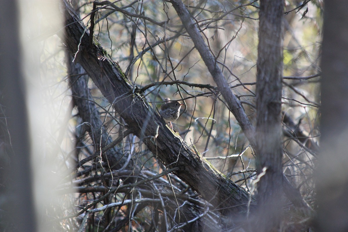 Hermit Thrush - ML318737721