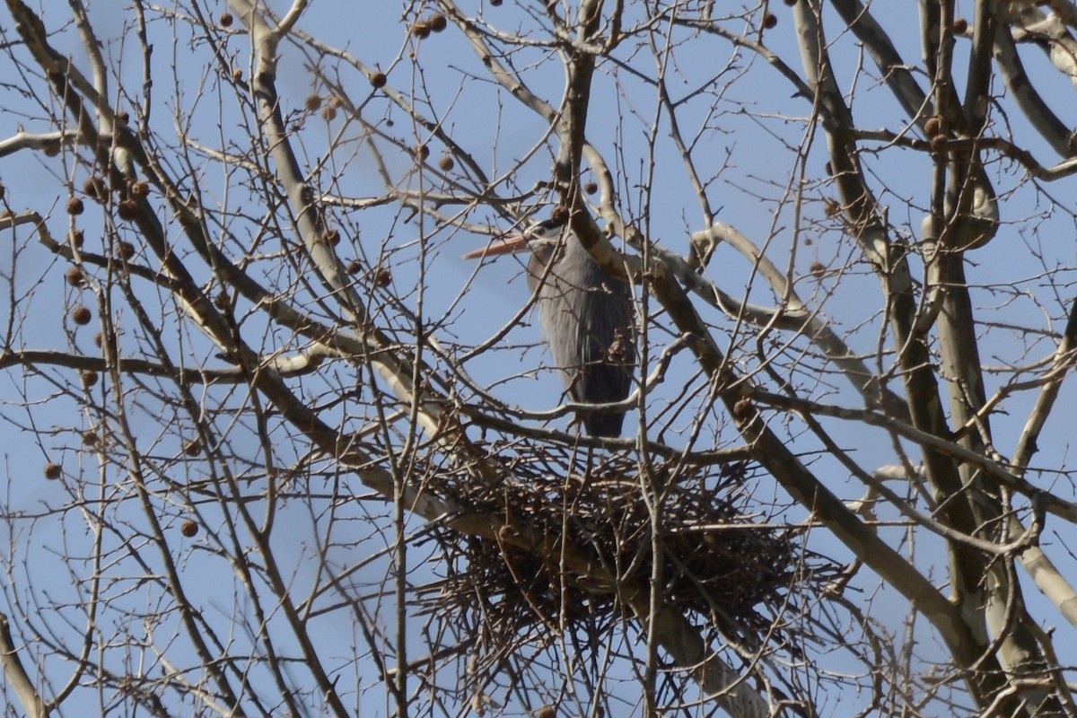 Great Blue Heron - ML318737801