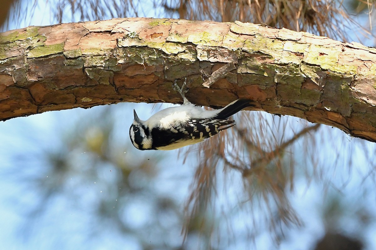 Downy Woodpecker - ML318738641