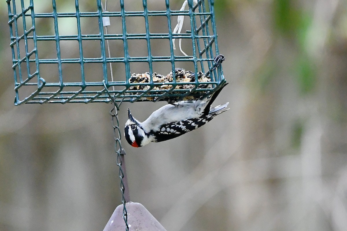 Downy Woodpecker - ML318738661