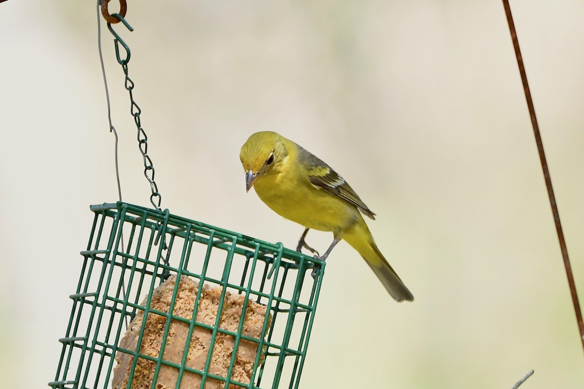 Western Tanager - ML318738871
