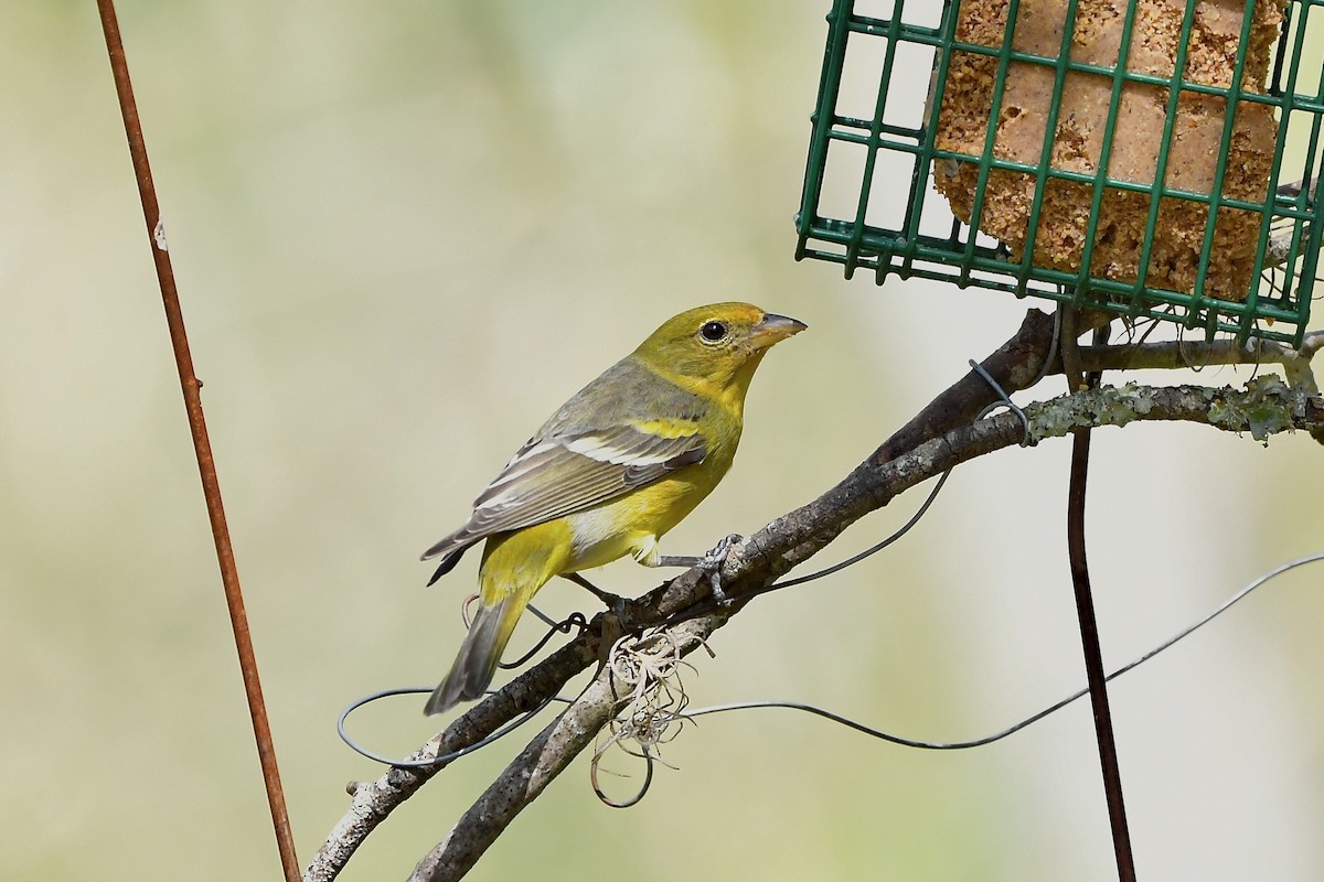 Western Tanager - ML318738911