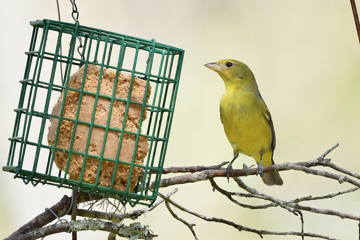 Western Tanager - ML318739011