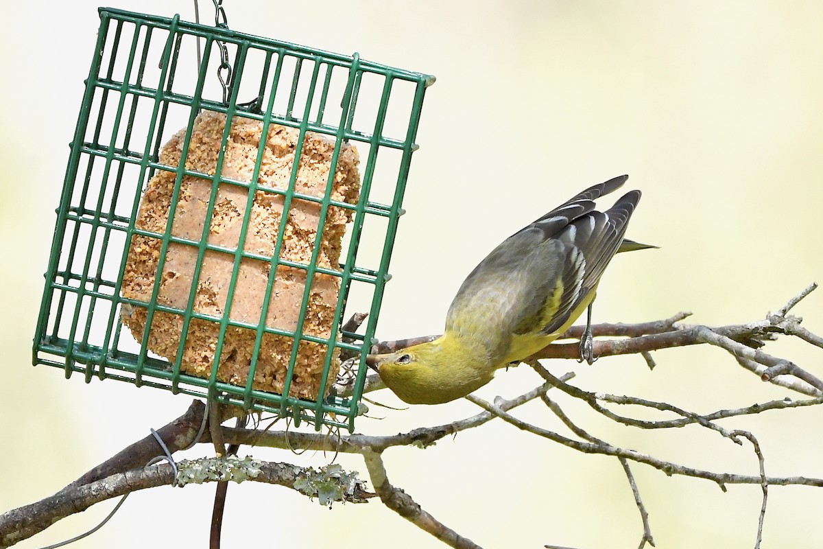 Western Tanager - ML318739051