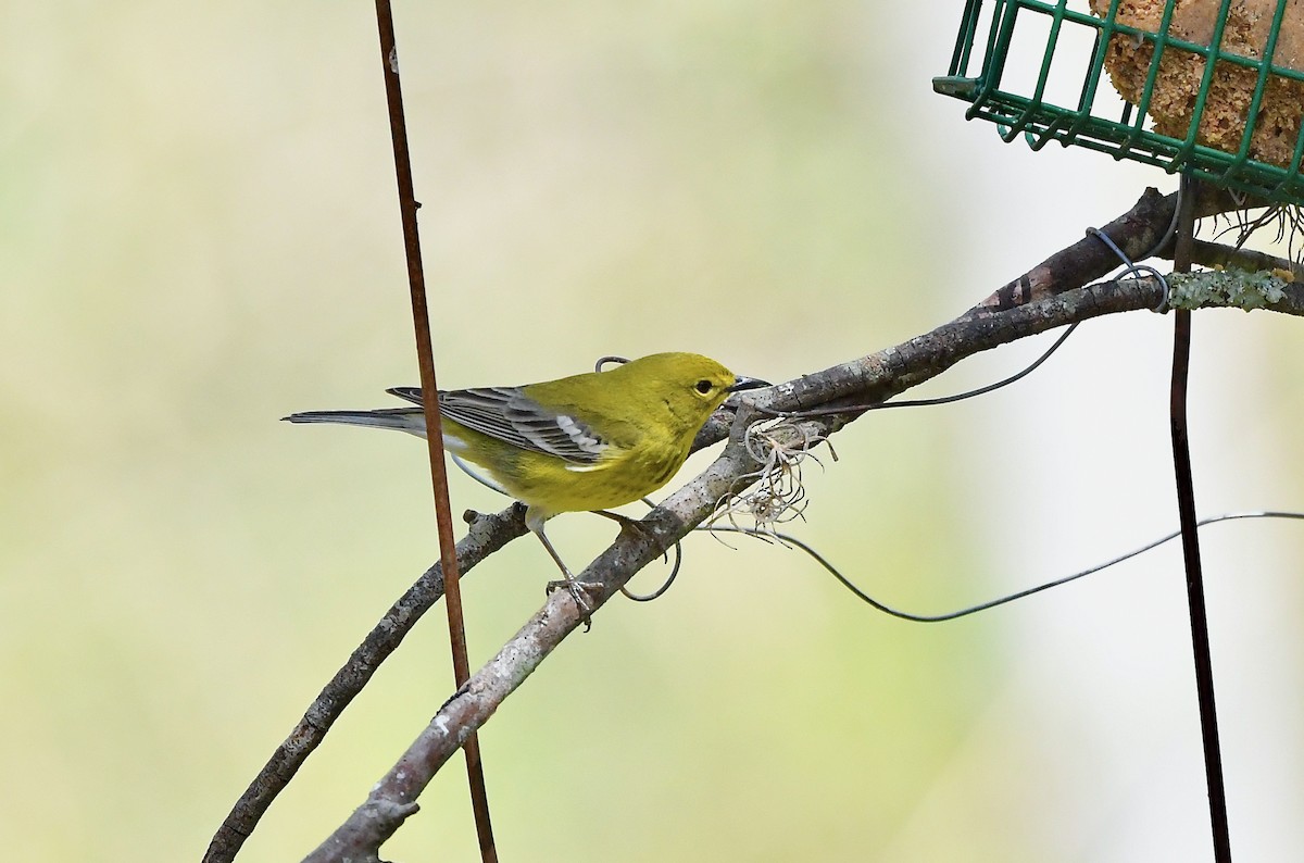 Pine Warbler - ML318741021