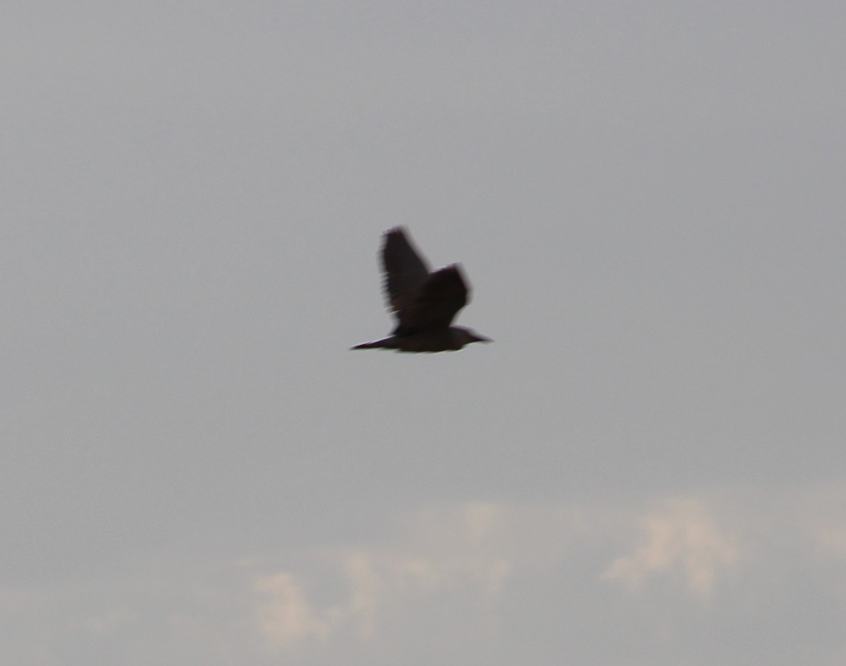 Black-crowned Night Heron - ML31874181