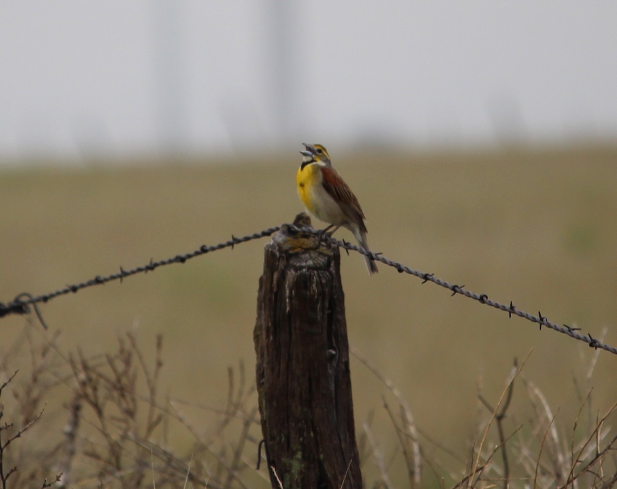 Dickcissel - ML31874281