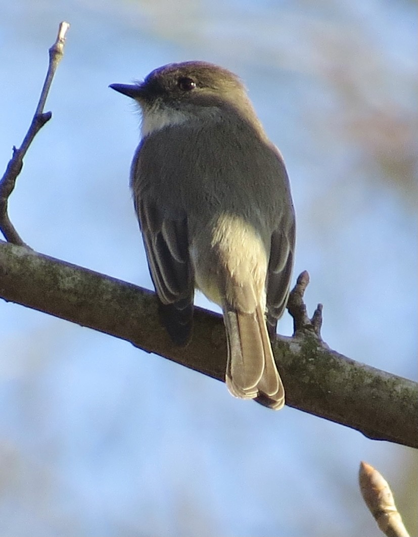 Eastern Phoebe - ML318743421