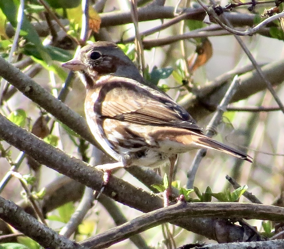 Fox Sparrow - ML318743731