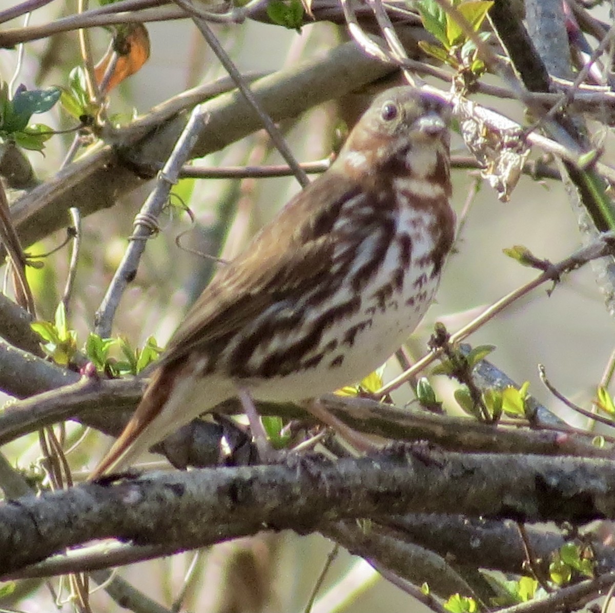 Fox Sparrow - Karen Mammone