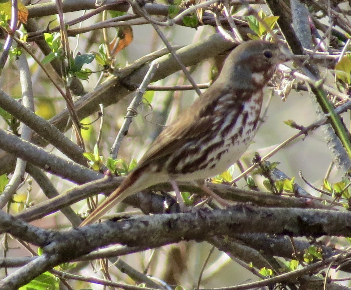 Fox Sparrow - ML318743771