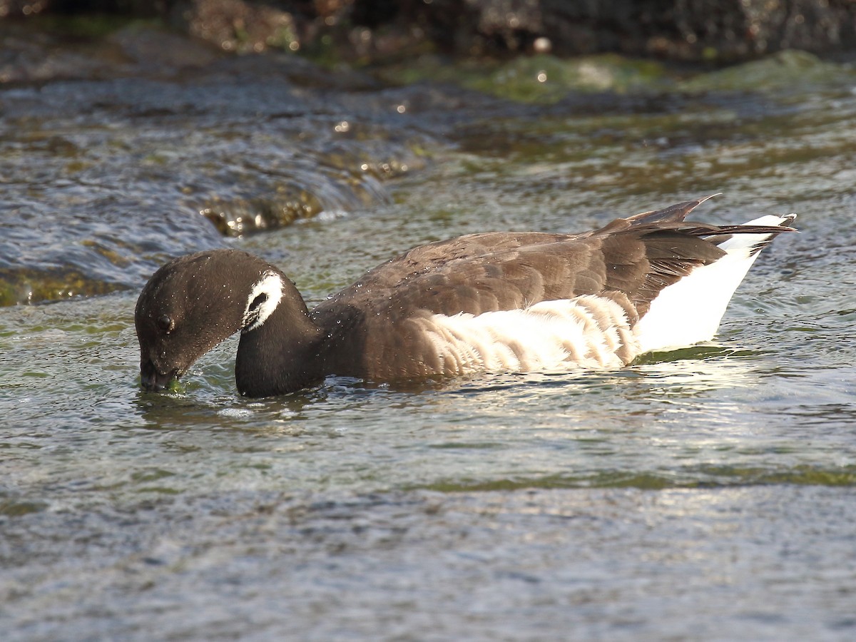 Brant - ML318744401