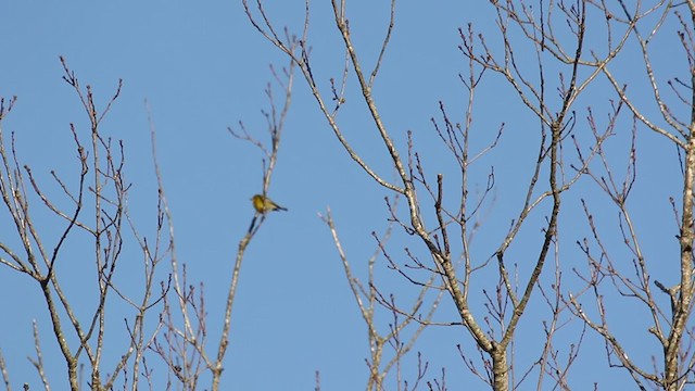 Pine Warbler - ML318745661