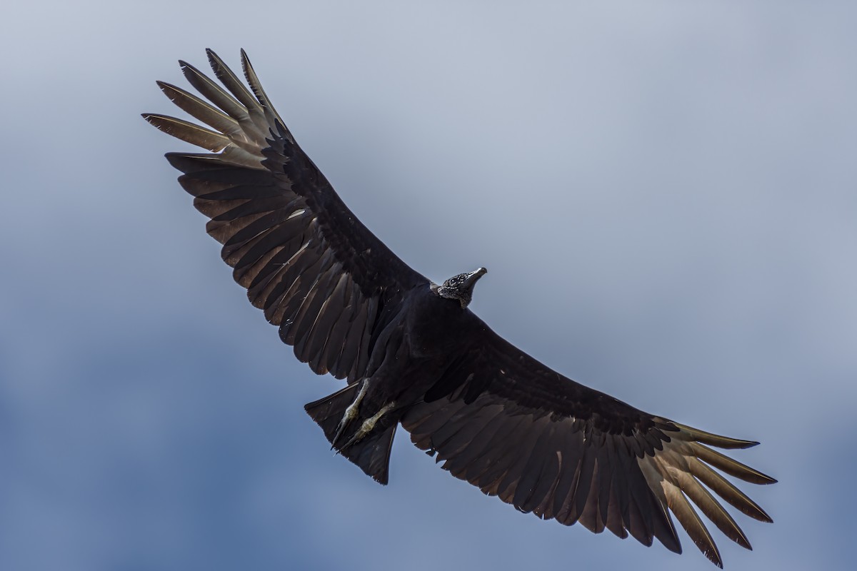 Black Vulture - ML318746541