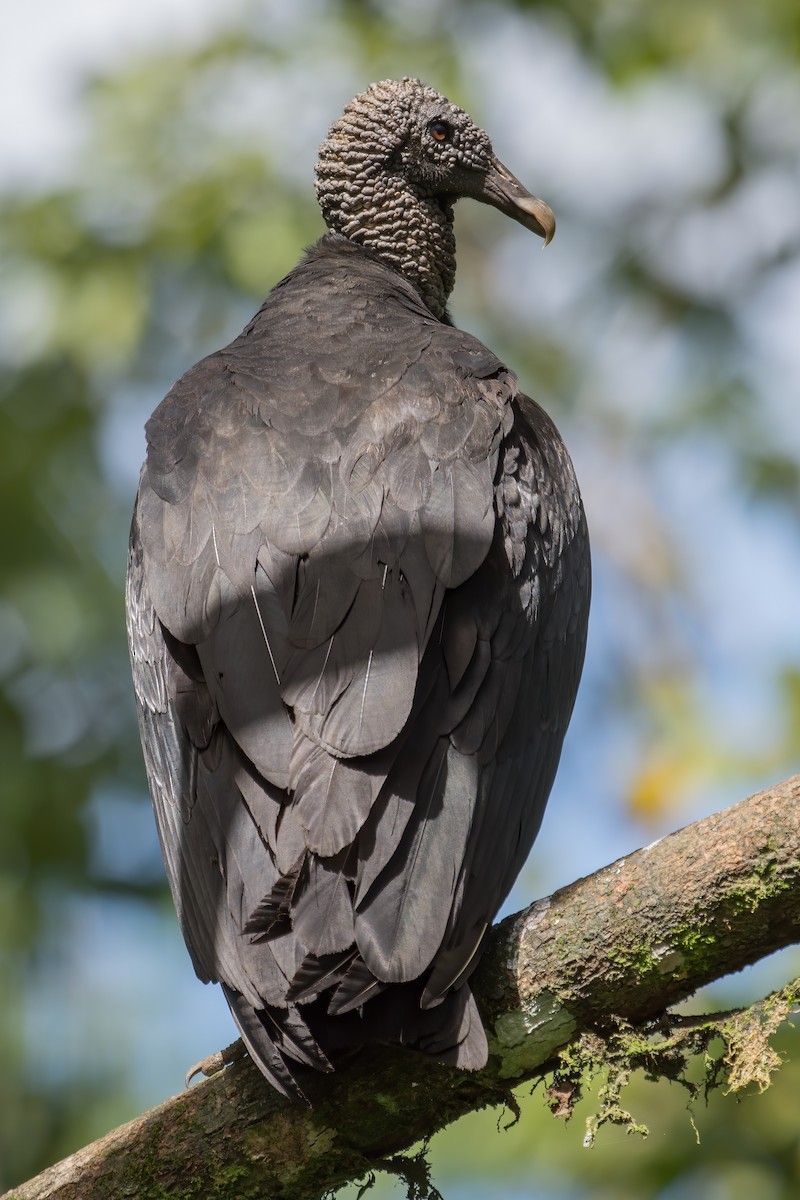 Black Vulture - ML318746581