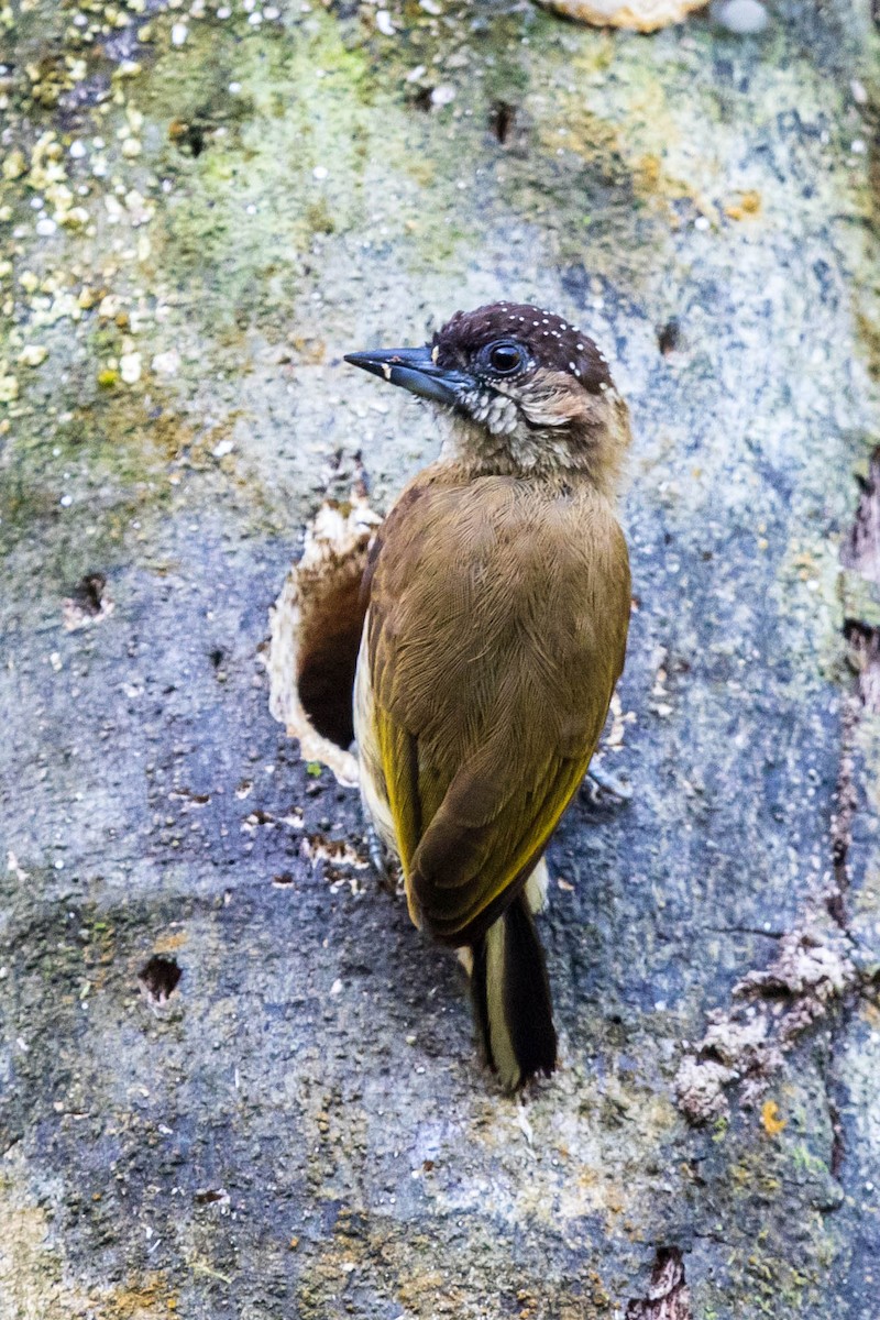 Olivaceous Piculet - ML318748291
