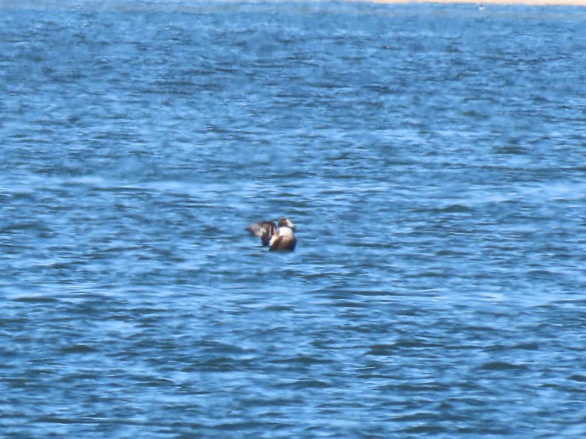 Common Eider - ML318750851