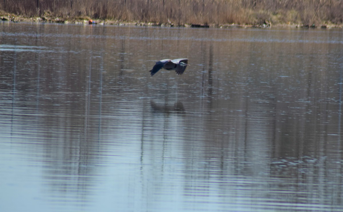 Great Blue Heron - ML318750951