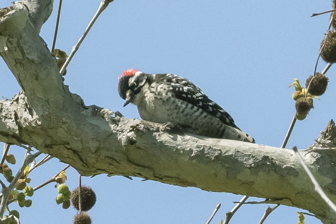 Nuttall's Woodpecker - James McNamara