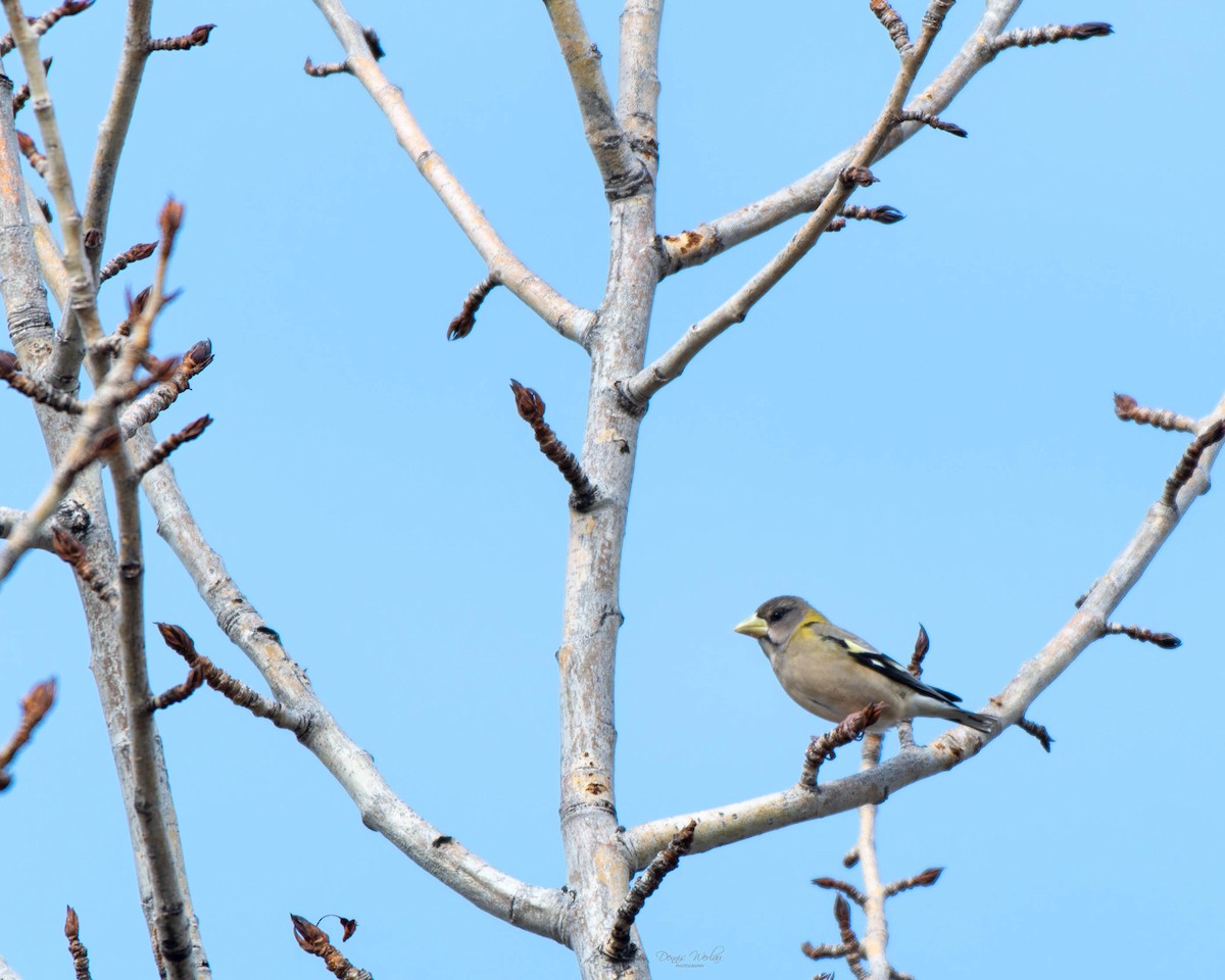 Evening Grosbeak - ML318753691