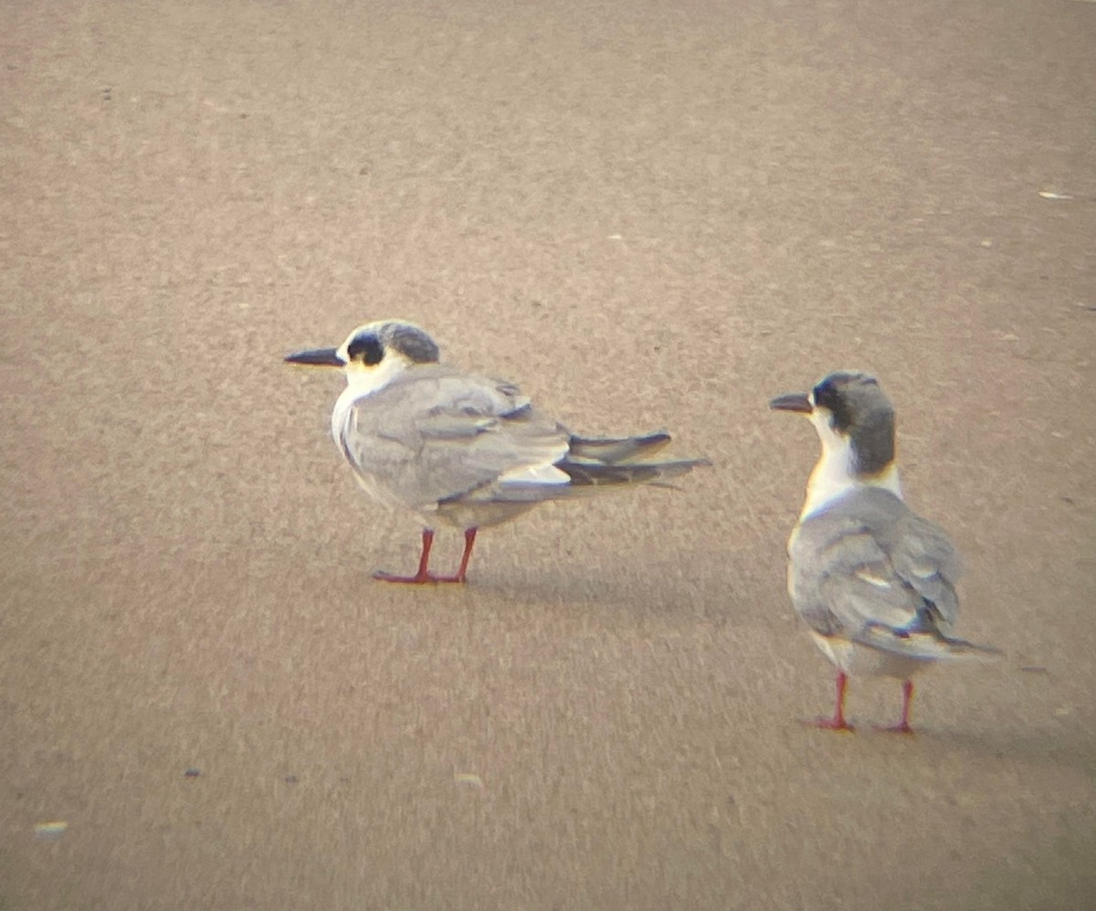 Forster's Tern - Jessica Majors