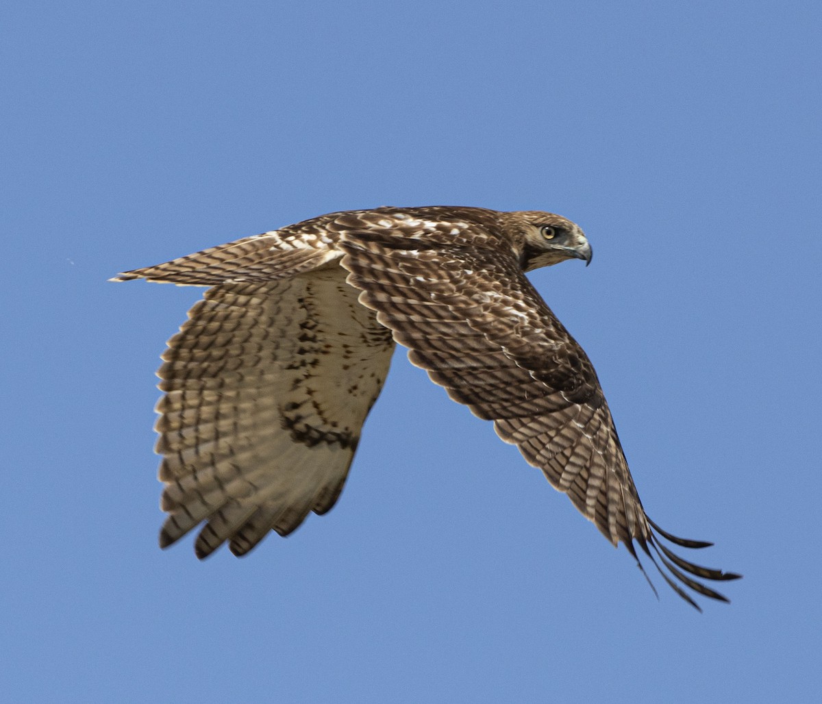 Red-tailed Hawk - ML318754431