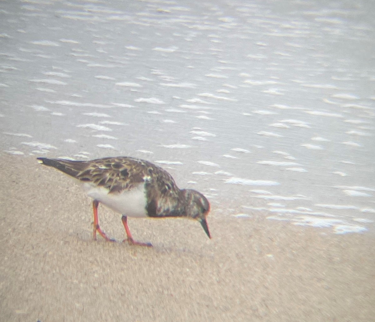 Ruddy Turnstone - Jessica Majors