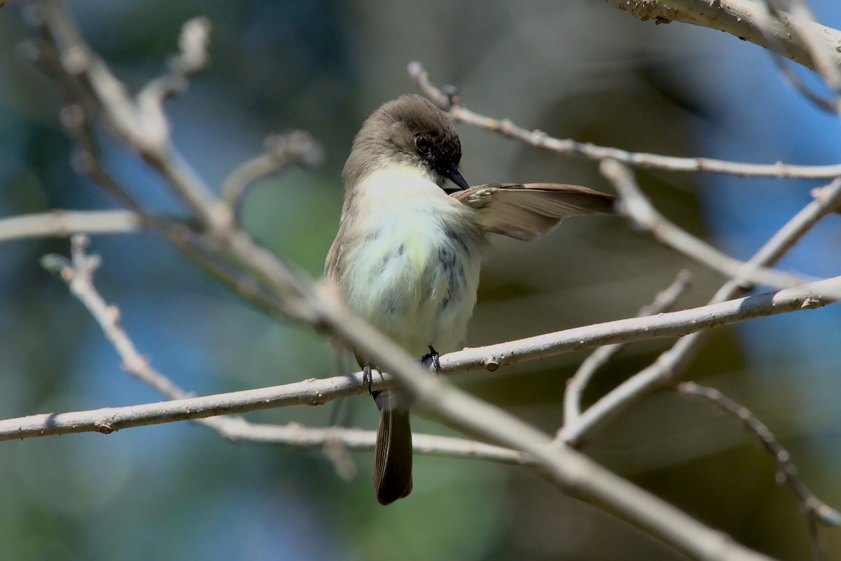 Eastern Phoebe - Doug Norwood