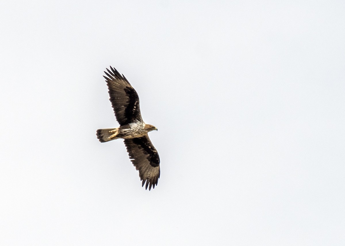 Bonelli's Eagle - ML318757841