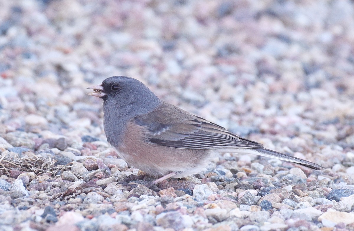 Dark-eyed Junco (Pink-sided x White-winged) - ML318758061