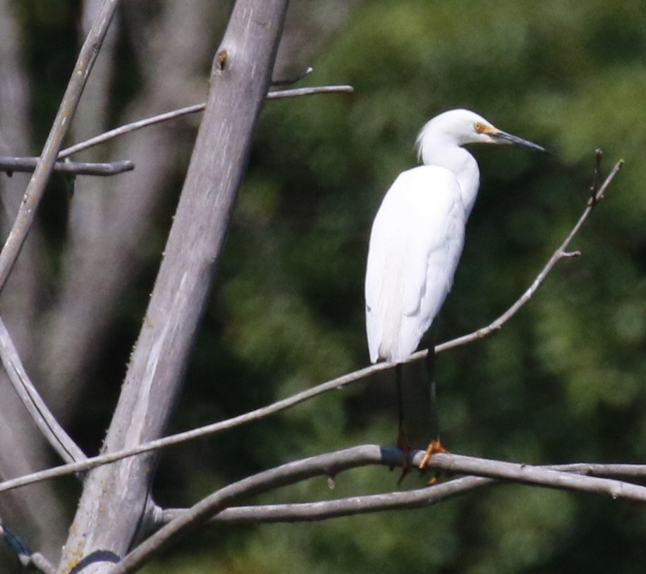 Snowy Egret - ML31875841