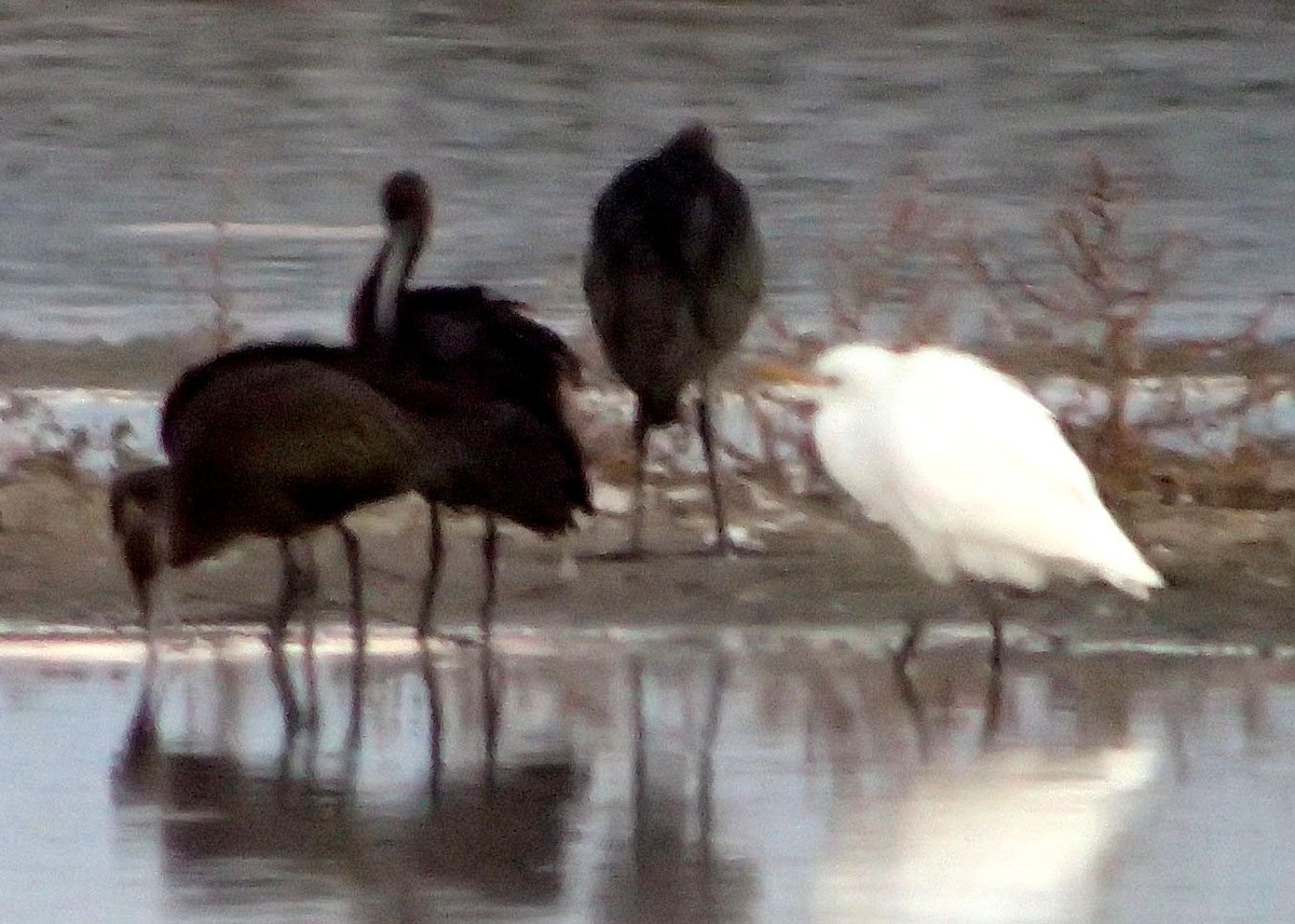 Western Cattle Egret - ML31875961