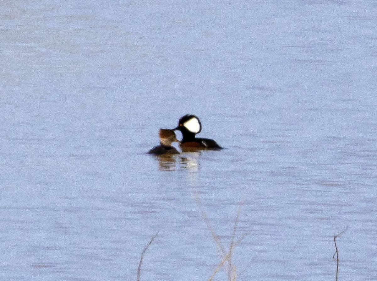 Hooded Merganser - ML318762681