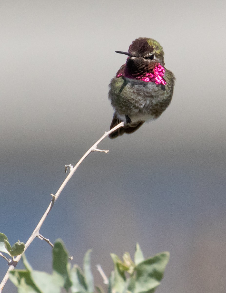 Anna's Hummingbird - ML318763731