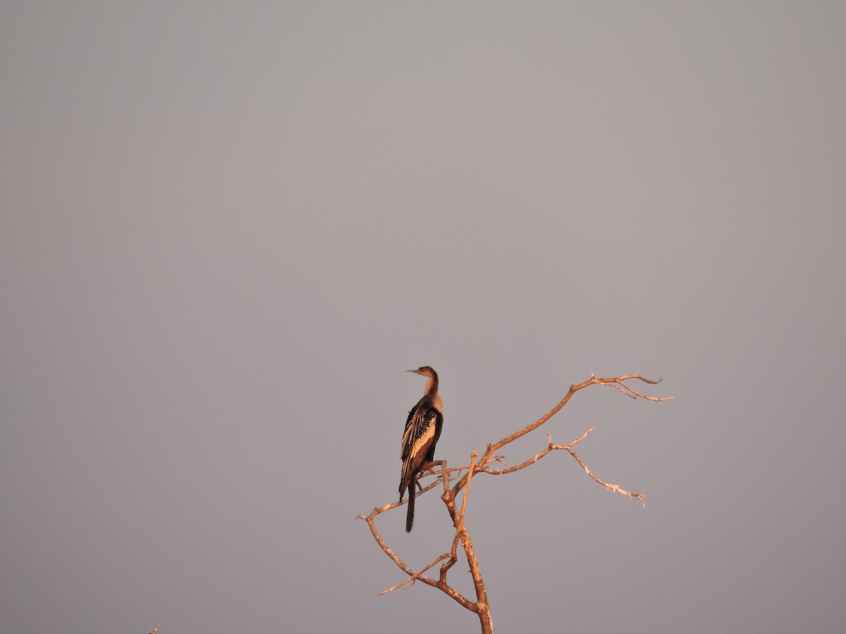 Anhinga Americana - ML318764261