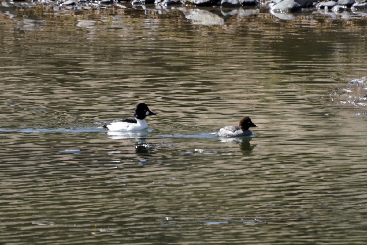 Common Goldeneye - ML318769151