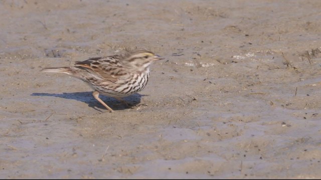 Savannah Sparrow (Belding's) - ML318770121