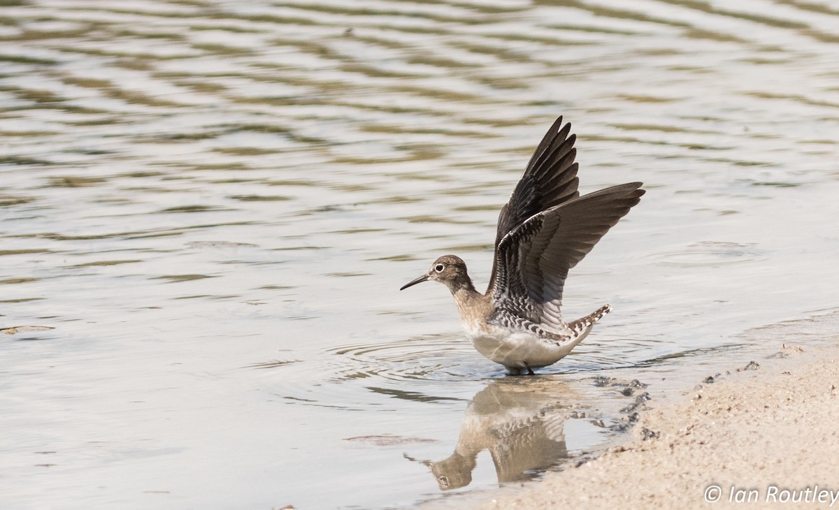 Solitary Sandpiper - ML31877041