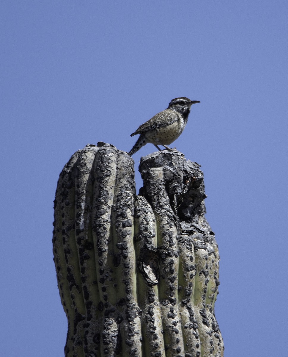 Troglodyte des cactus - ML318772501