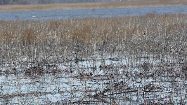 Wilson's Snipe - ML318772701