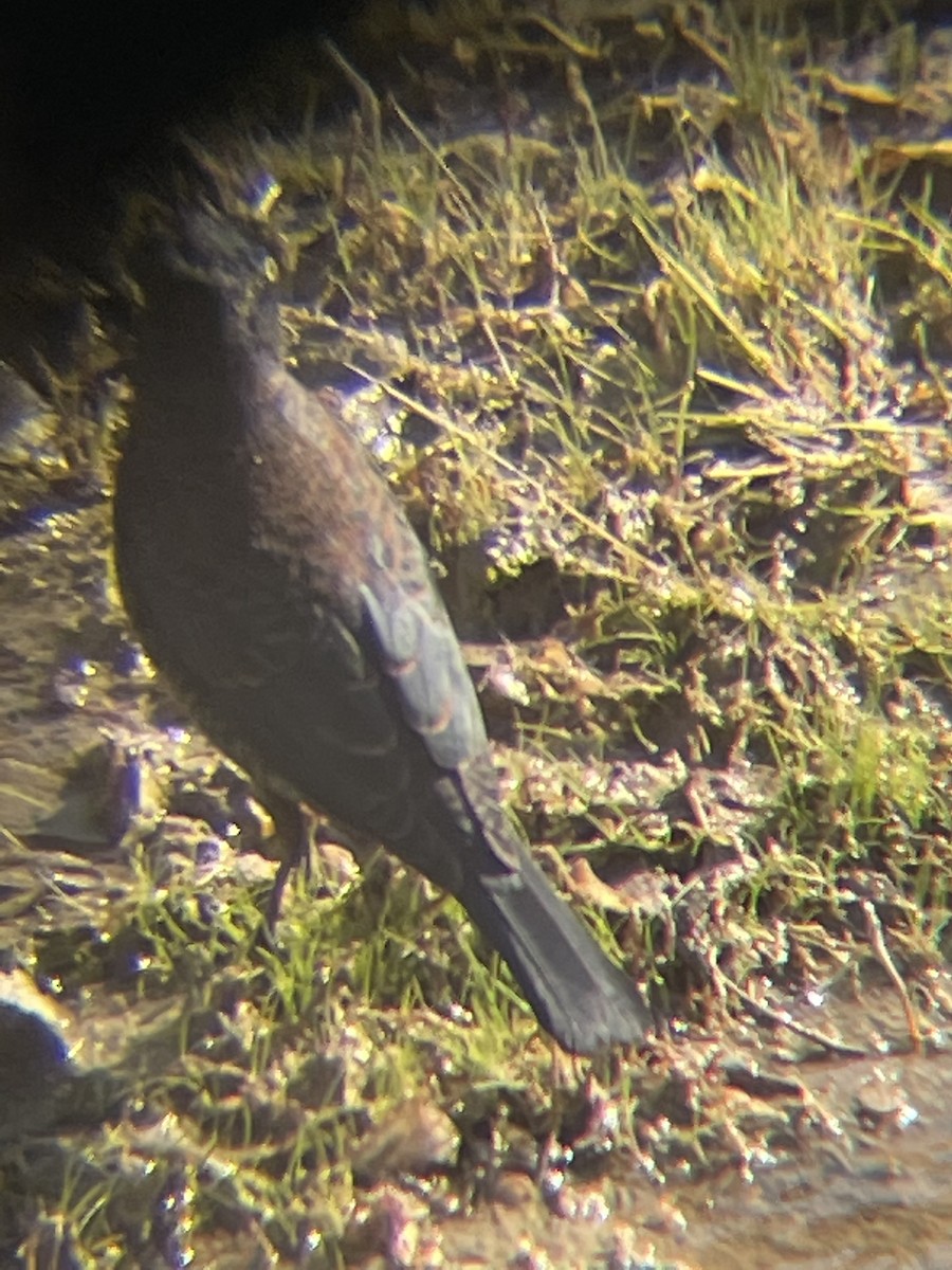 kanadatrupial - ML318773261