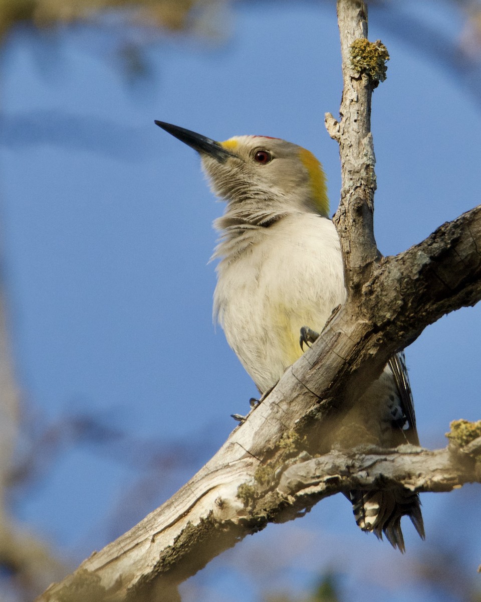 Golden-fronted Woodpecker - ML318773491