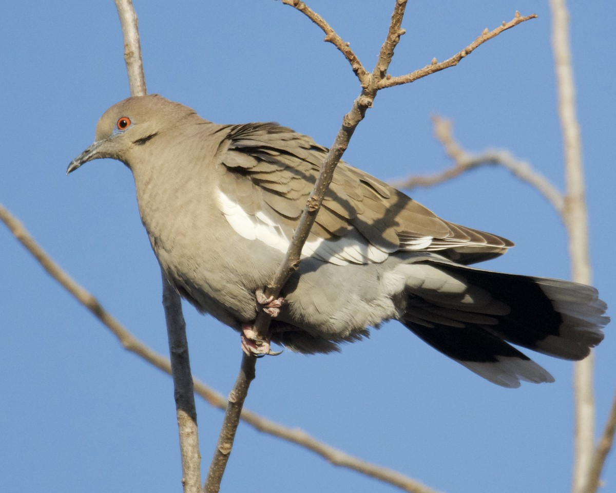 White-winged Dove - ML318773521