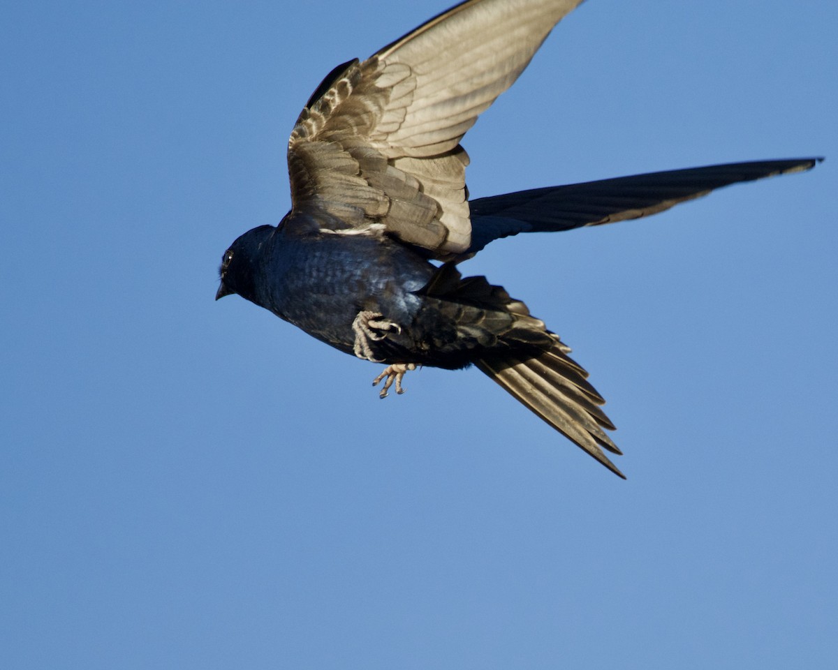 Purple Martin - ML318773611