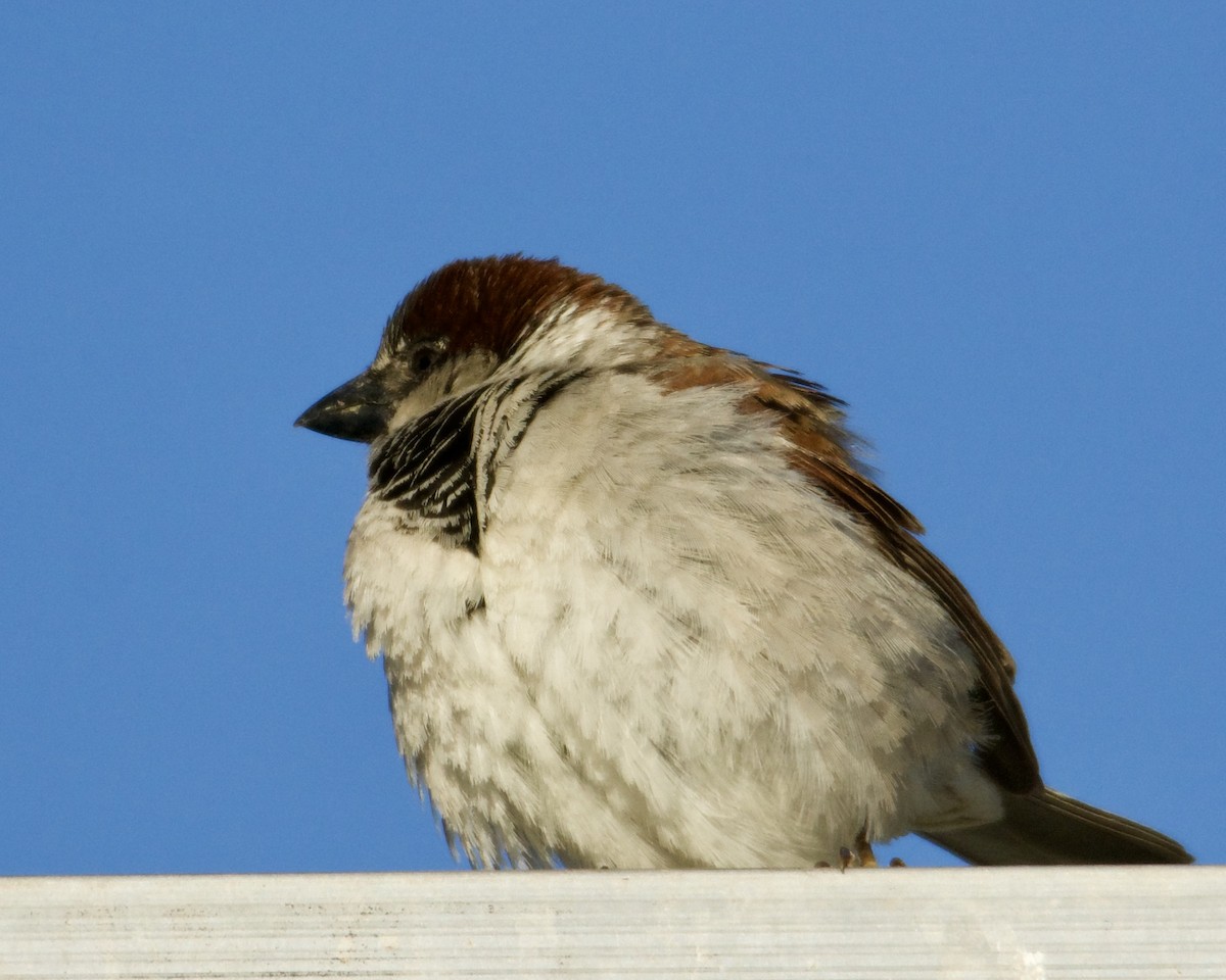 House Sparrow - ML318773761