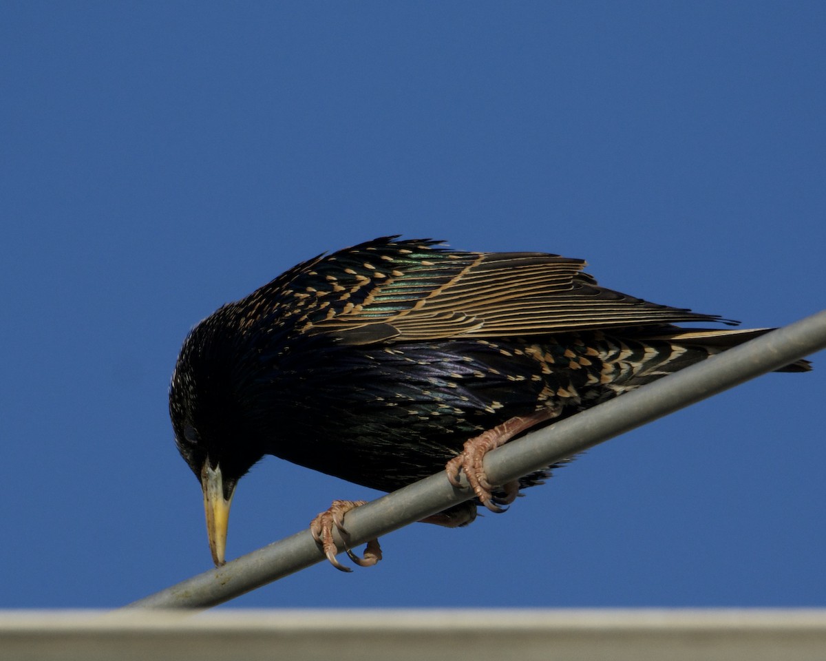 European Starling - ML318773831