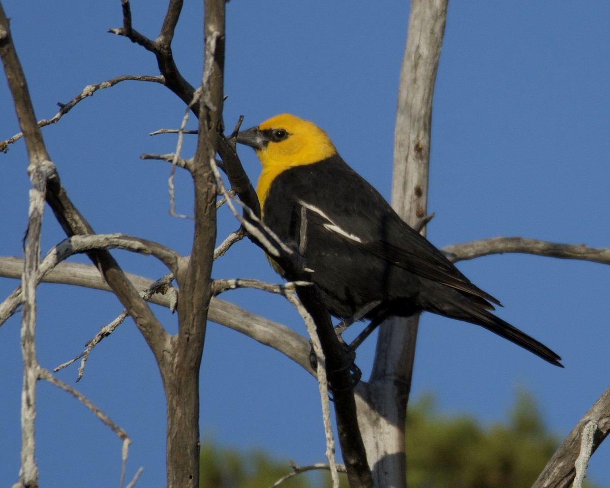 Yellow-headed Blackbird - ML318773871