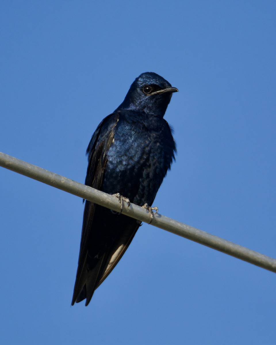 Purple Martin - ML318774021